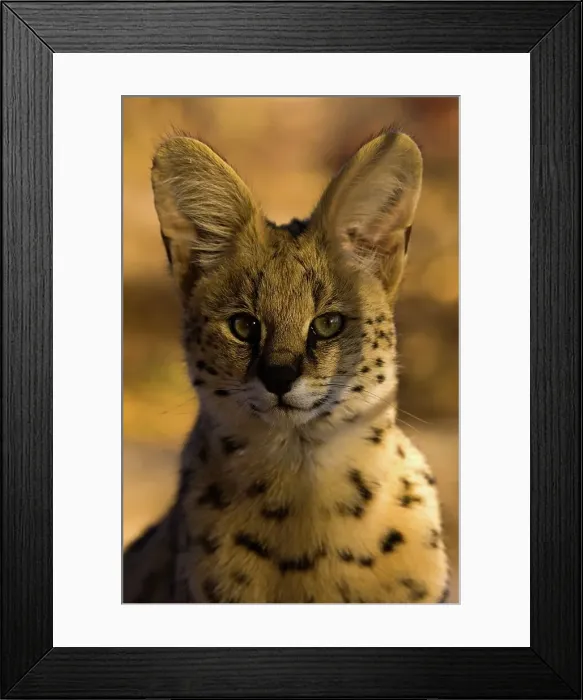 Framed Print : Serval ( Felis serval). Nitani Game Reserve Framed Print : Serval ( Felis serval). Nitani Game Reserve