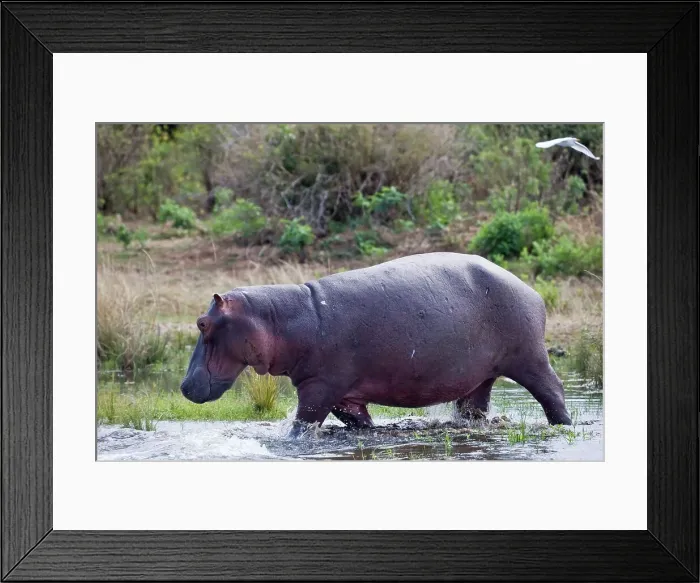 Framed Print : Hippo (Hippopotamus amphibius) Framed Print : Hippo (Hippopotamus amphibius)