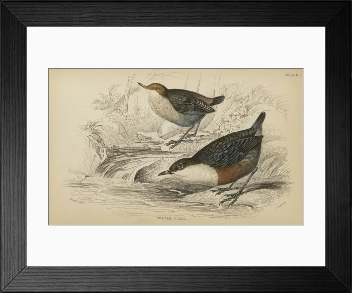 Framed Print : 1835 Antique Art Biology Bird Birds Classification Framed Print : 1835 Antique Art Biology Bird Birds Classification