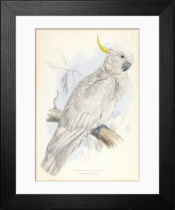 Framed Print : Plyctolophus Galeritus Greater Sulphur-crested Cockatoo Framed Print : Plyctolophus Galeritus Greater Sulphur-crested Cockatoo