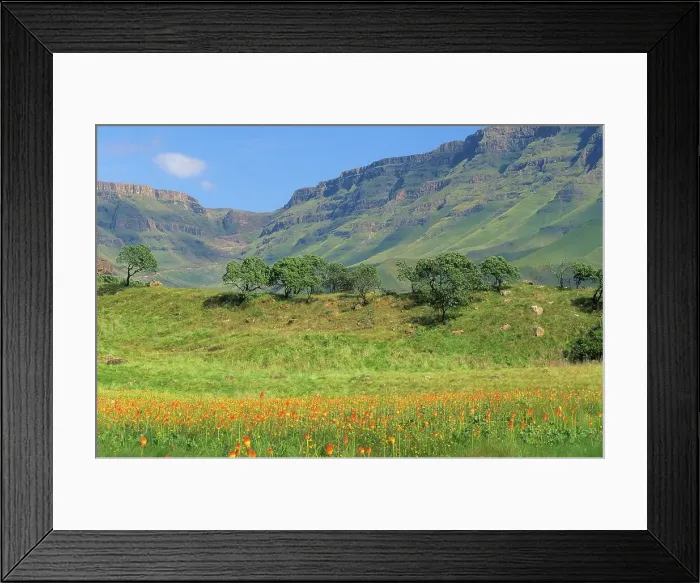 Framed Print : Common Marsh Poker. Kniphofia linearifolia Framed Print : Common Marsh Poker. Kniphofia linearifolia