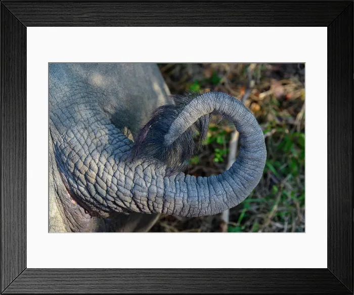 Framed Print : Detail of White Rhinoceros or Square-lipped Rhino tail