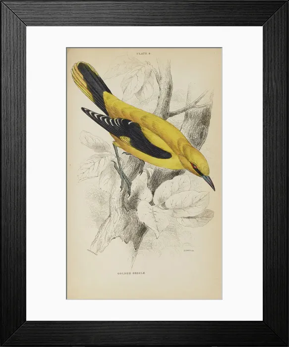 Framed Print : 1835 Antique Art Biology Bird Birds Classification Framed Print : 1835 Antique Art Biology Bird Birds Classification