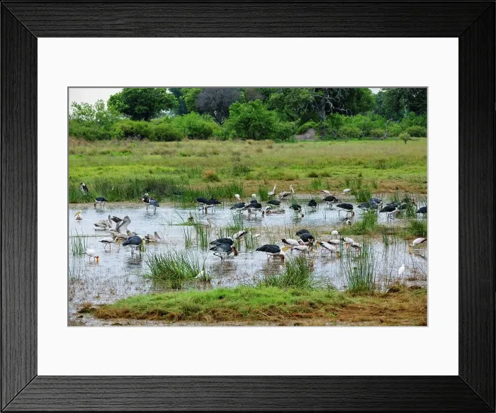 Framed Print : Marabou Stork (Leptoptilos crumeniferus) Framed Print : Marabou Stork (Leptoptilos crumeniferus)