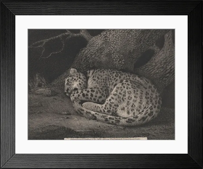 Framed Print : Sleeping Leopard Print George Stubbs 1724-1806 Framed Print : Sleeping Leopard Print George Stubbs 1724-1806