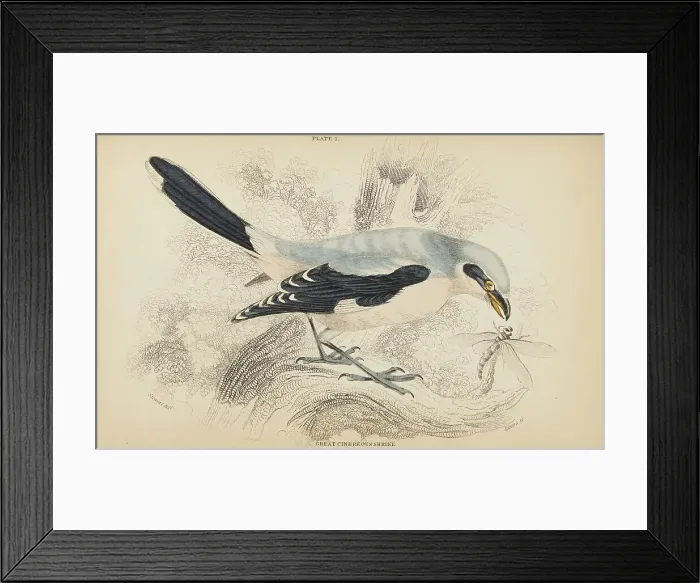 Framed Print : 1835 Antique Art Biology Bird Birds Classification Framed Print : 1835 Antique Art Biology Bird Birds Classification