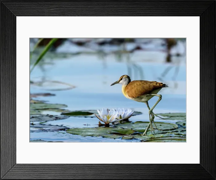 Framed Print : African jacana (Actophilornis africanus) juvenile Framed Print : African jacana (Actophilornis africanus) juvenile