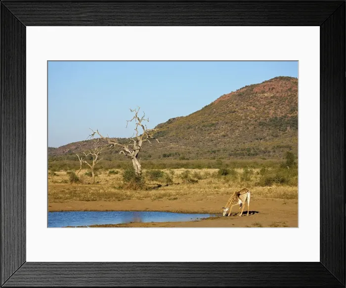 Framed Print : Giraffe Giraffa Camelopardalis}
