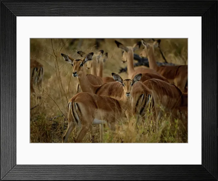 Framed Print : Impala (Aepyceros melampus). Okavango Delta