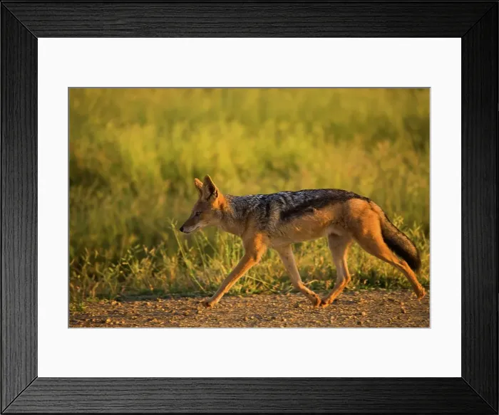 Framed Print : Black-backed Jackal (Canis mesomelas)