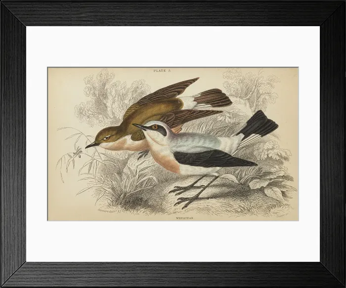 Framed Print : 1835 Antique Art Biology Bird Birds Classification Framed Print : 1835 Antique Art Biology Bird Birds Classification