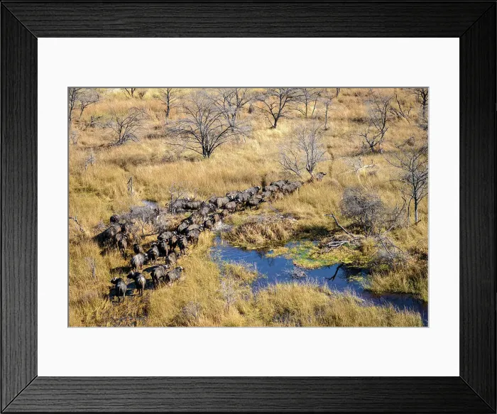 Framed Print : Aerial view of African buffalo or Cape buffalo (Syncerus caffer) Framed Print : Aerial view of African buffalo or Cape buffalo (Syncerus caffer)