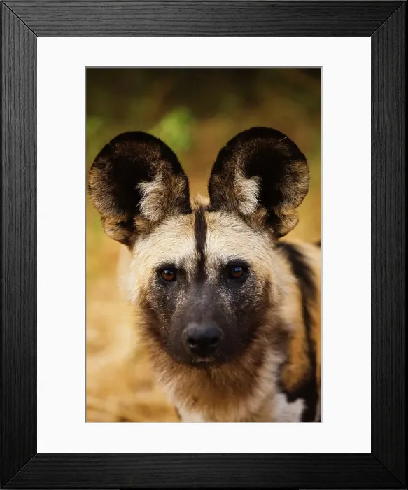 Framed Print : Wild Dog (Lycaon pictus). Northern Tuli Game Reserve Framed Print : Wild Dog (Lycaon pictus). Northern Tuli Game Reserve