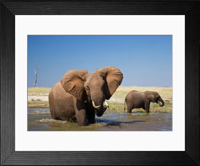 Framed Print : African Elephant Loxodonta Africana} Framed Print : African Elephant Loxodonta Africana}