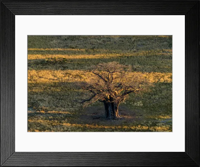 Framed Print : Aerial view of Baobab, dead-rat tree (from the appearance of the fruits)