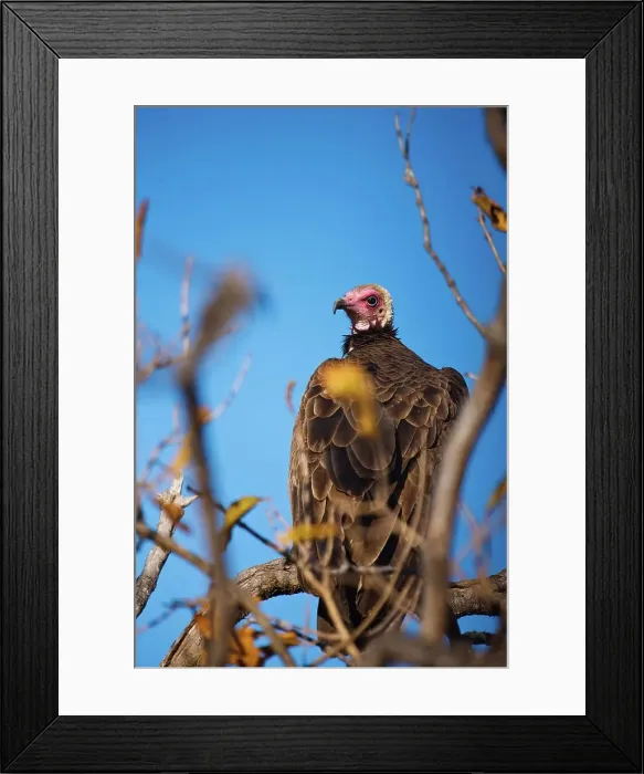 Framed Print : Hooded Vulture (Necrosyrtes monachus)