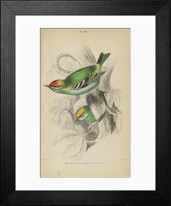 Framed Print : Jardine's Naturalists Library. vol 2 Ornithology