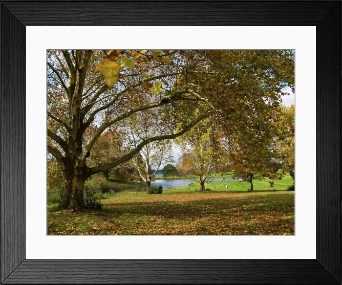 Framed Print : Autumn colours near Nottingham Road Framed Print : Autumn colours near Nottingham Road