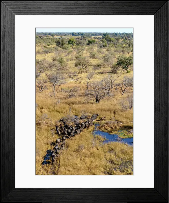 Framed Print : Aerial view of African buffalo or Cape buffalo (Syncerus caffer) Framed Print : Aerial view of African buffalo or Cape buffalo (Syncerus caffer)