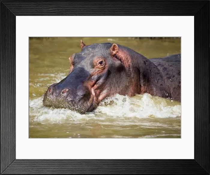Framed Print : Hippopotamus (Hippopotamus amphibius) Framed Print : Hippopotamus (Hippopotamus amphibius)