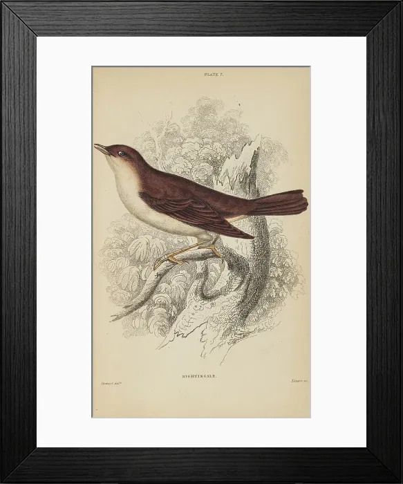 Framed Print : 1835 Antique Art Biology Bird Birds Classification Framed Print : 1835 Antique Art Biology Bird Birds Classification