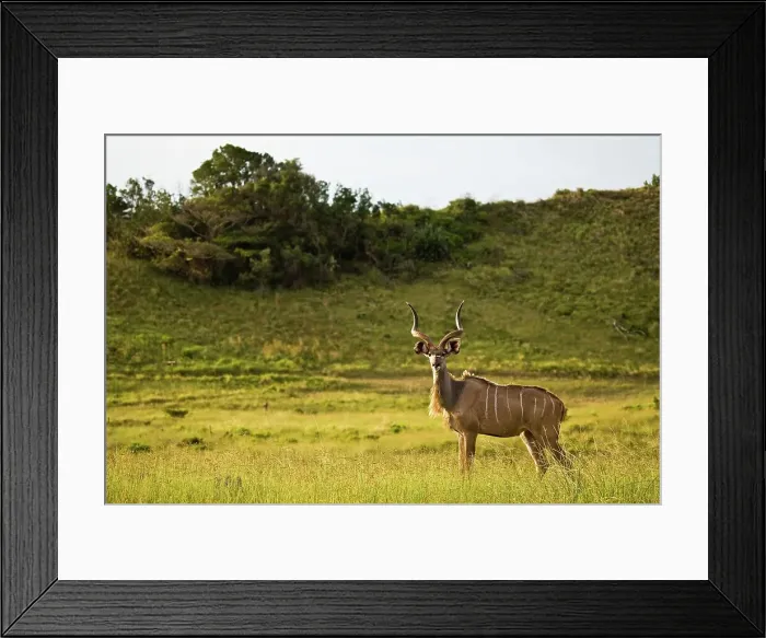 Framed Print : Kudu (Tragelaphus strepsiceros) Framed Print : Kudu (Tragelaphus strepsiceros)
