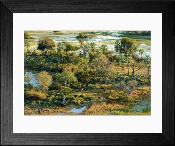 Framed Print : Aerial view of African Bush Elephant (loxodonta africana) herd