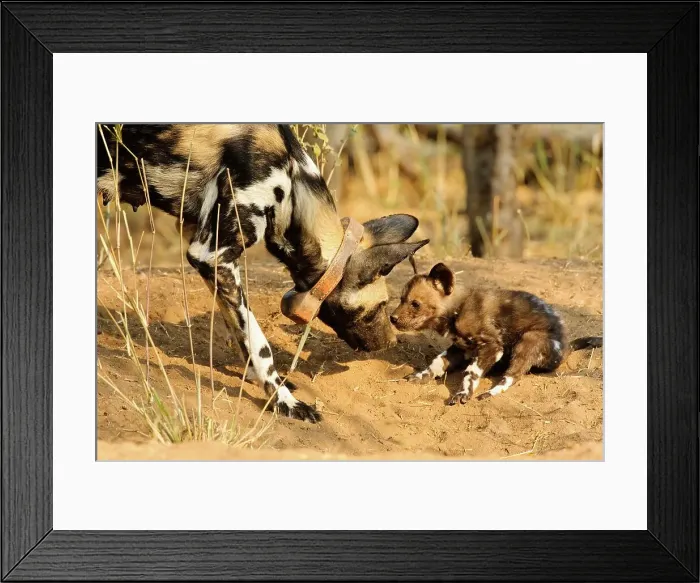 Framed Print : Wild Dog (Lycaon pictus). Northern Tuli Game Reserve Framed Print : Wild Dog (Lycaon pictus). Northern Tuli Game Reserve