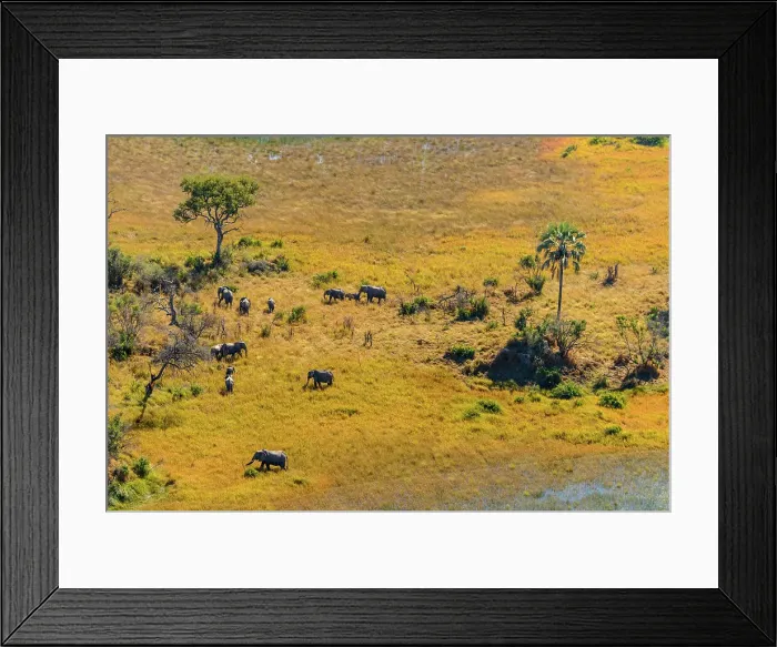 Framed Print : Aerial view of African Bush Elephant (loxodonta africana) herd Framed Print : Aerial view of African Bush Elephant (loxodonta africana) herd