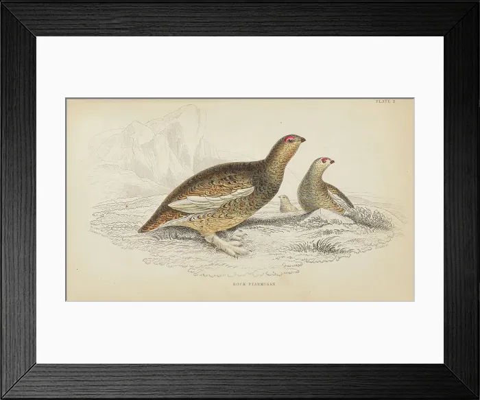 Framed Print : 1835 Antique Art Biology Bird Birds Classification Framed Print : 1835 Antique Art Biology Bird Birds Classification