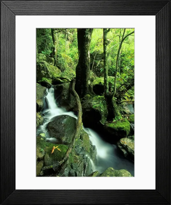 Framed Print : Forest Interior. Loteni Game Reserve
