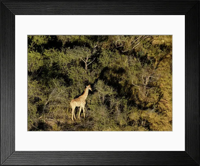 Framed Print : Aerial view of South African giraffe or Cape giraffe (Giraffa camelopardalis giraffa) Framed Print : Aerial view of South African giraffe or Cape giraffe (Giraffa camelopardalis giraffa)