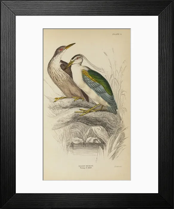 Framed Print : 1835 Antique Art Biology Bird Birds Classification
