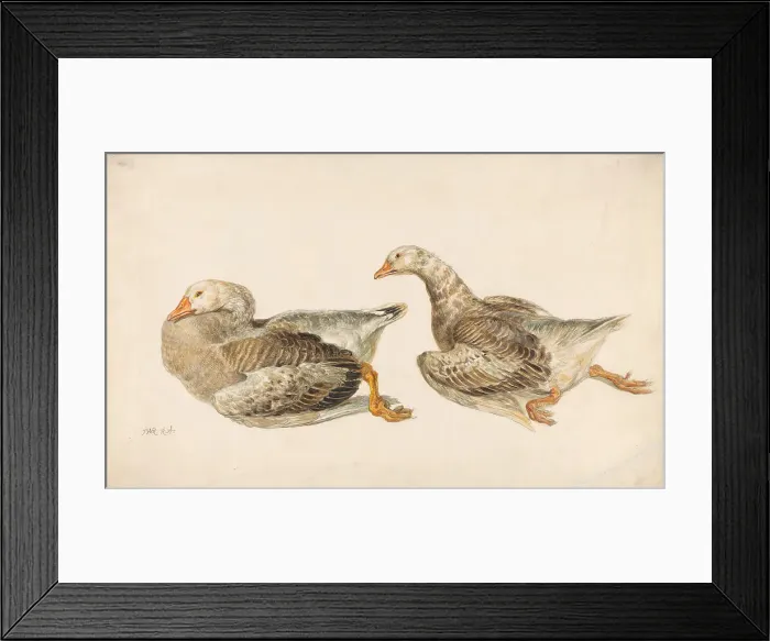 Framed Print : Studies Geese James Ward 1769-1859 British Framed Print : Studies Geese James Ward 1769-1859 British