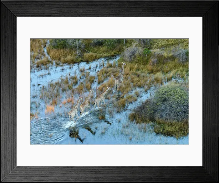 Framed Print : Aerial view of South African giraffe or Cape giraffe (Giraffa camelopardalis giraffa)