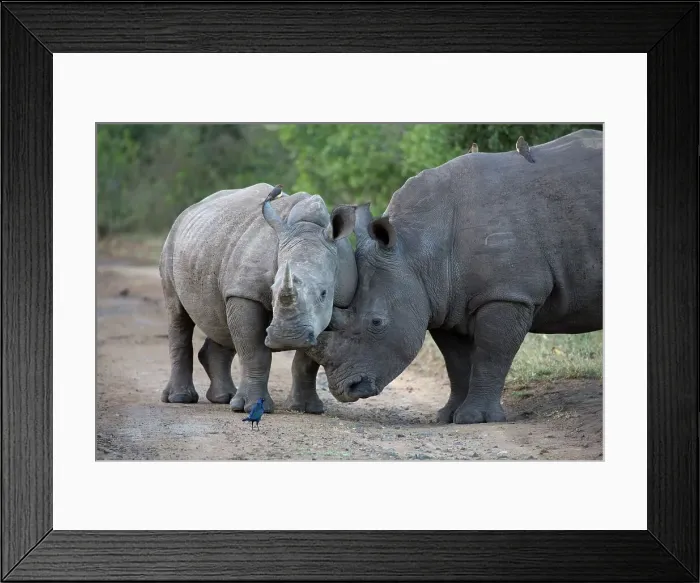 Framed Print : White Rhinoceros or Square-lipped Rhinoceros (Ceratotherium simum) Framed Print : White Rhinoceros or Square-lipped Rhinoceros (Ceratotherium simum)