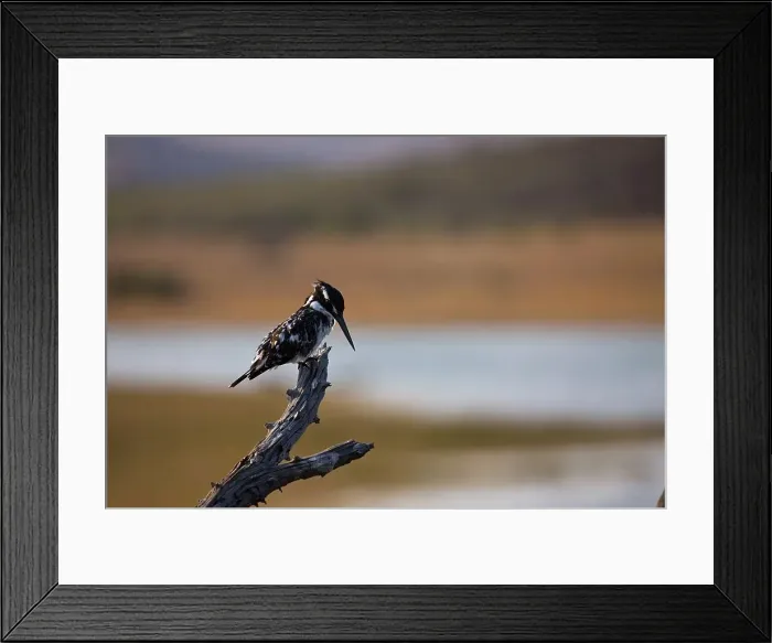 Framed Print : Pied Kingfisher (Ceryle rudis) Framed Print : Pied Kingfisher (Ceryle rudis)