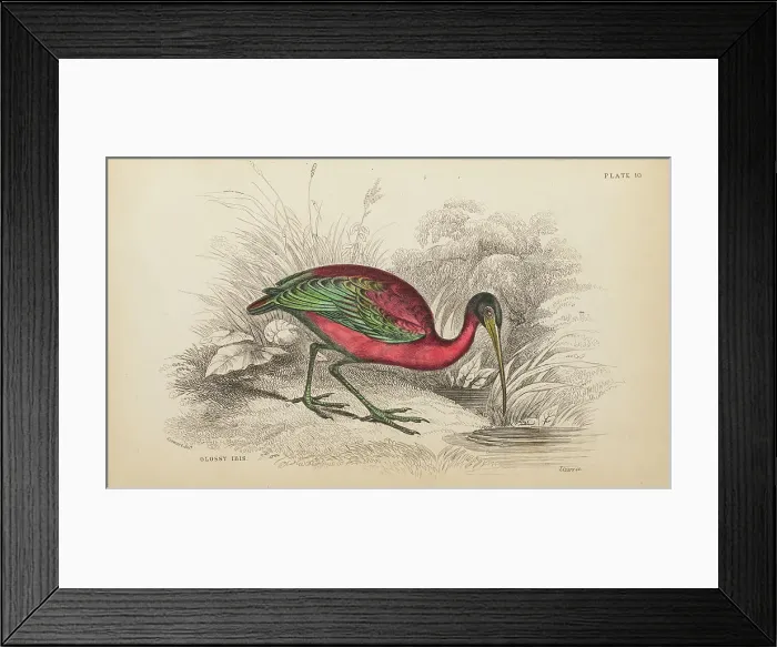 Framed Print : 1835 Antique Art Biology Bird Birds Classification Framed Print : 1835 Antique Art Biology Bird Birds Classification