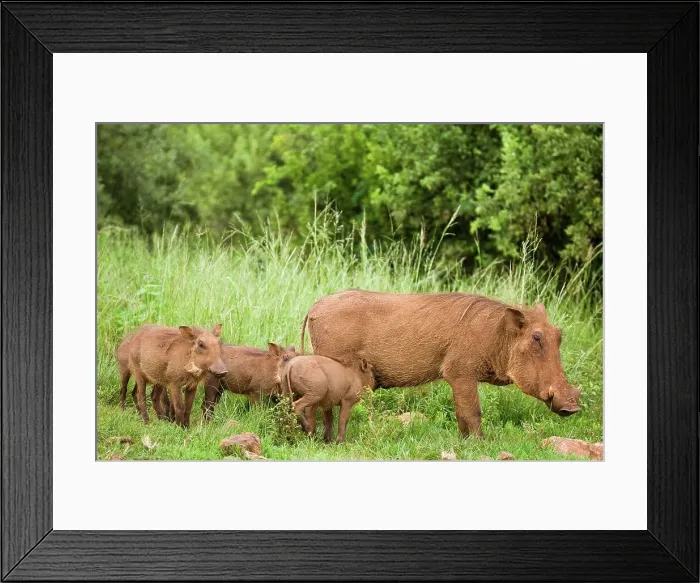 Framed Print : Warthog (Phacochoerus aethiopicus) Framed Print : Warthog (Phacochoerus aethiopicus)