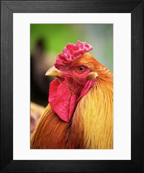Framed Print : Brahma Domestic Chicken, Breed from India, Cock Framed Print : Brahma Domestic Chicken, Breed from India, Cock