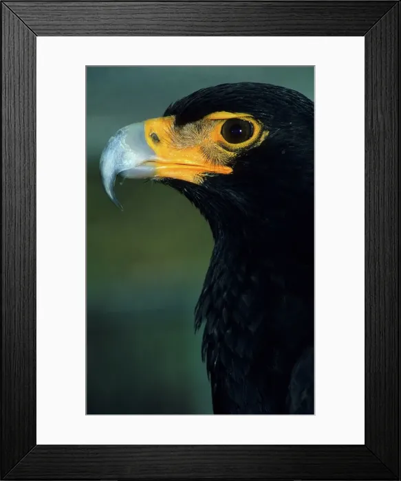 Framed Print : Black Eagle (Aquila Verreauxii) Framed Print : Black Eagle (Aquila Verreauxii)