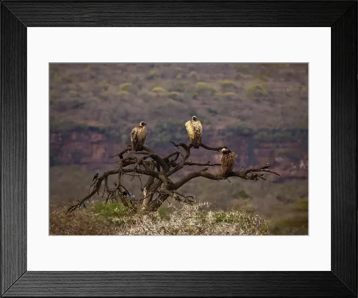 Framed Print : African Whitebacked Vulture (Gyps africanus) Framed Print : African Whitebacked Vulture (Gyps africanus)