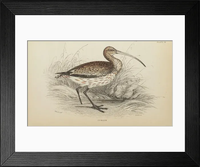 Framed Print : 1835 Antique Art Biology Bird Birds Classification Framed Print : 1835 Antique Art Biology Bird Birds Classification