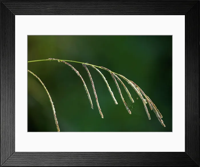 Framed Print : Karkloof. KwaZulu Natal. South Africa