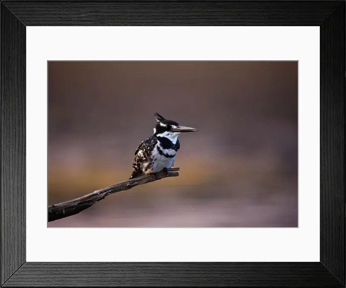 Framed Print : Pied Kingfisher (Ceryle rudis) Framed Print : Pied Kingfisher (Ceryle rudis)