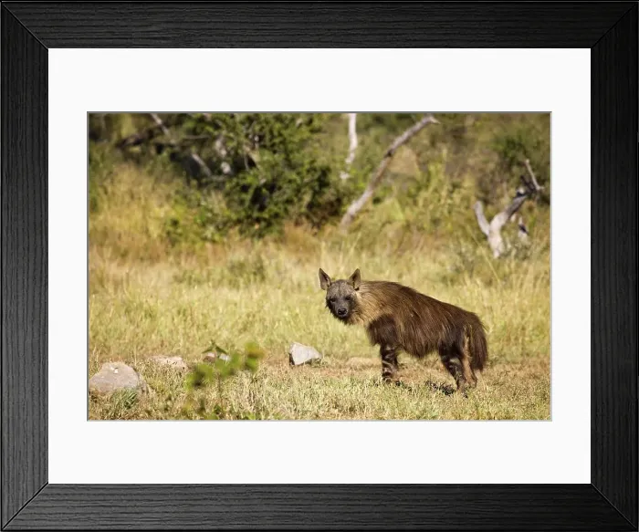 Framed Print : Spotted Hyaena (Hyena) (Hyaena brunnea) Framed Print : Spotted Hyaena (Hyena) (Hyaena brunnea)