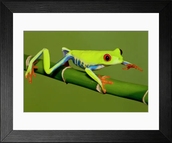Framed Print : A Red-eyed tree frog walking on a bamboo stem Framed Print : A Red-eyed tree frog walking on a bamboo stem