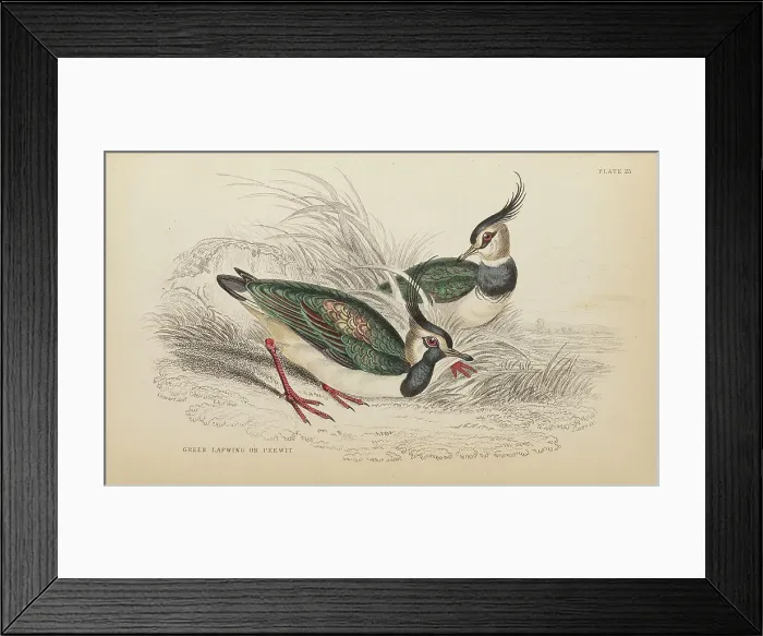 Framed Print : 1835 Antique Art Biology Bird Birds Classification Framed Print : 1835 Antique Art Biology Bird Birds Classification