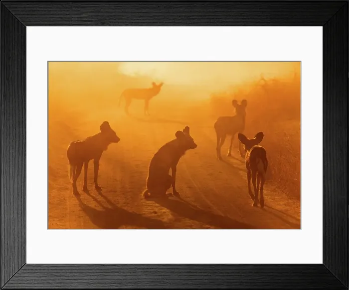 Framed Print : Wild Dog (Lycaon pictus). Hoedspruit Conservation Centre Framed Print : Wild Dog (Lycaon pictus). Hoedspruit Conservation Centre