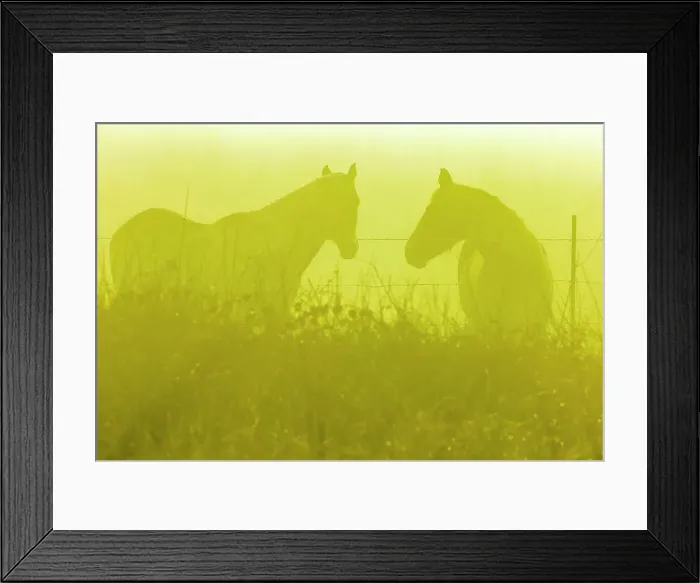 Framed Print : Horse in fog